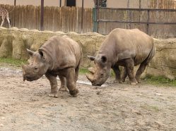 Nosorožci dvourozí v ZOO ve Dvoře Králově nad Labem