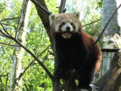 Panda červená v ostravské ZOO.