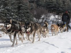 Husky spřežení