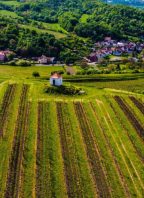 Velkožernosecké vinobraní